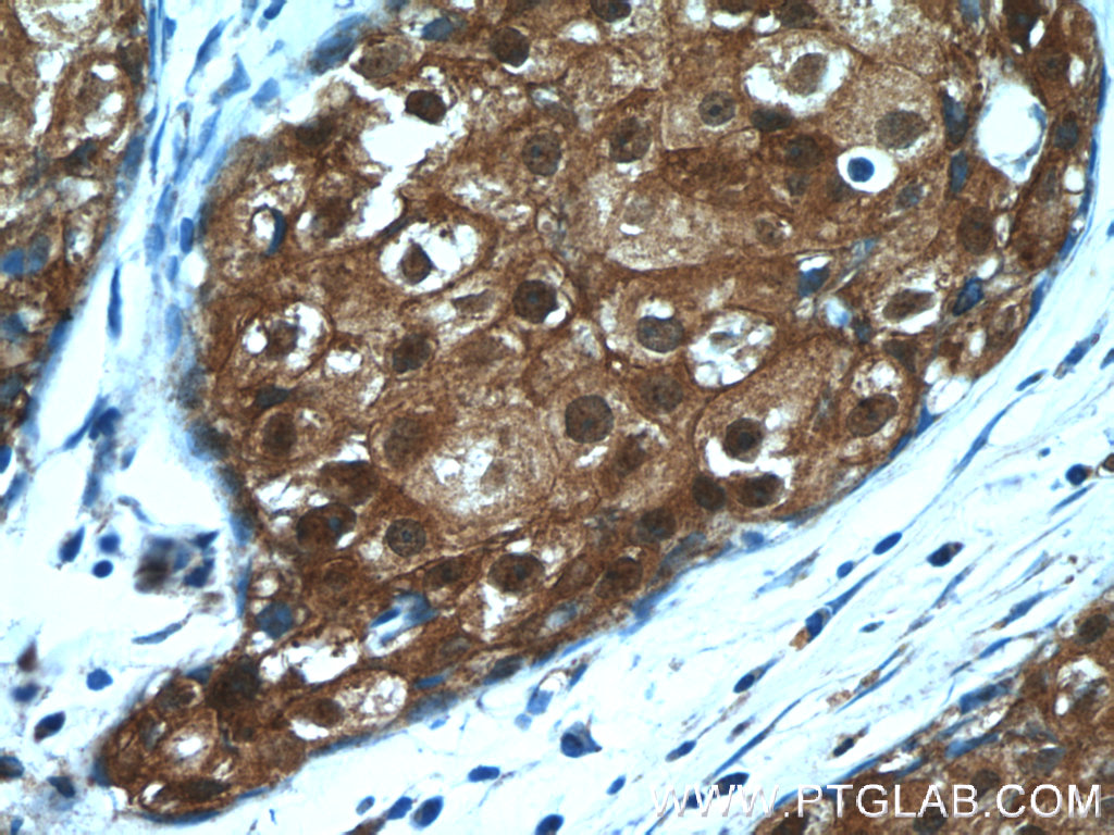 SRP54 Polyclonal antibody