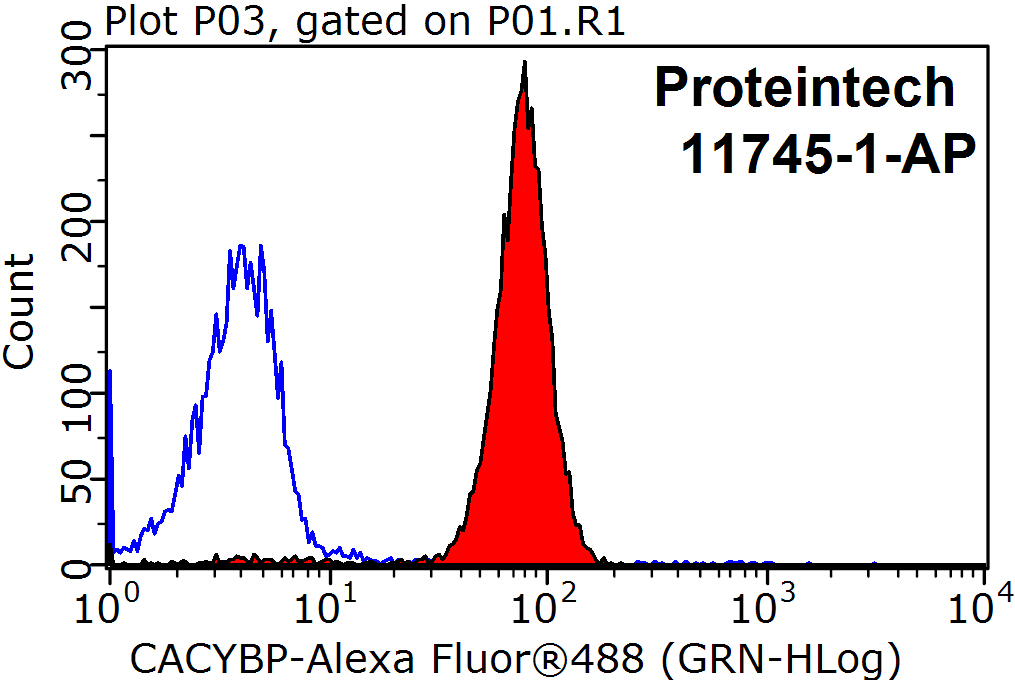 CACYBP Polyclonal antibody