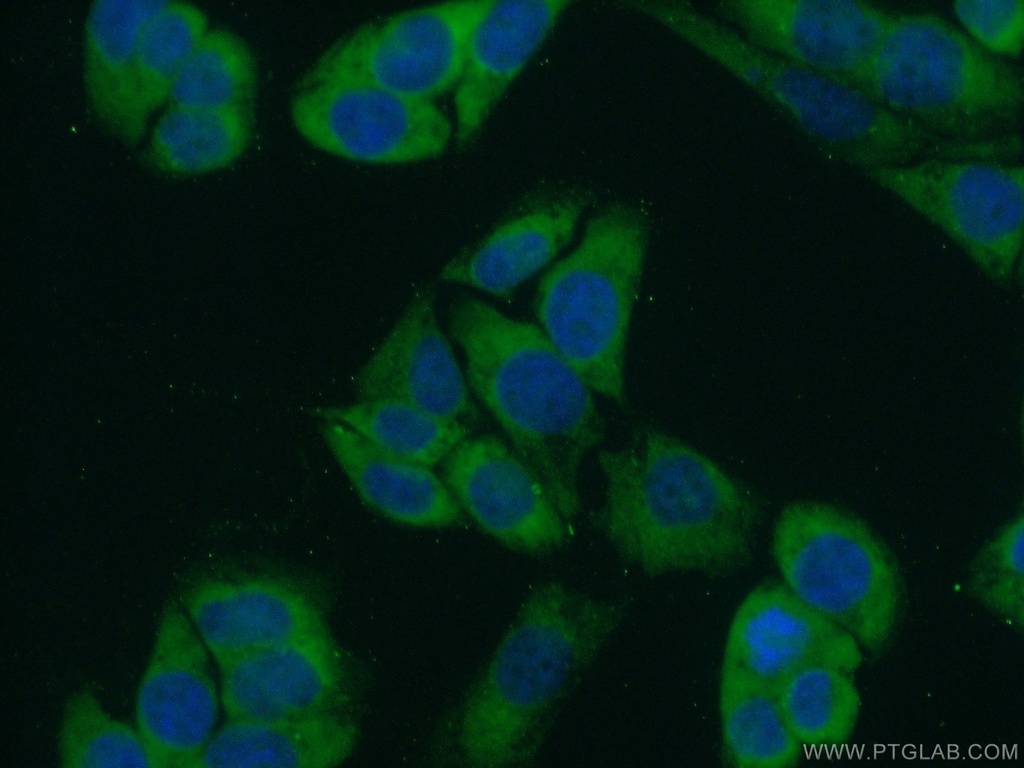 FKBP3 Polyclonal antibody
