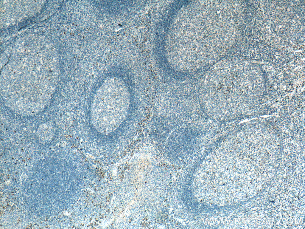 IgG Kappa Light Chain Polyclonal antibody