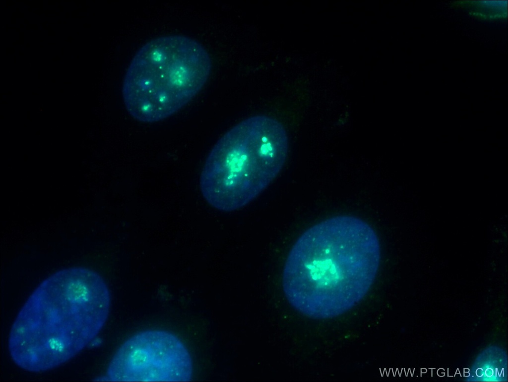 NOLC1 Polyclonal antibody