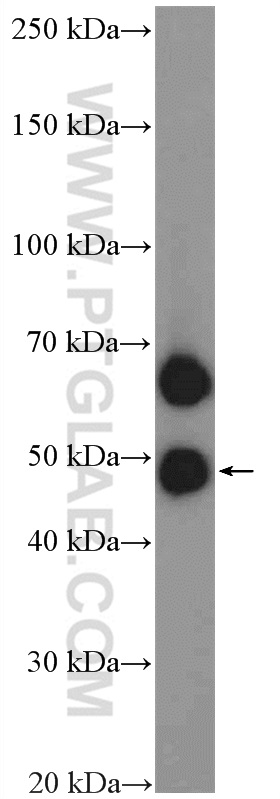 PILRA Polyclonal antibody