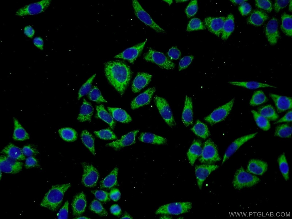 SERPINA10 Polyclonal antibody