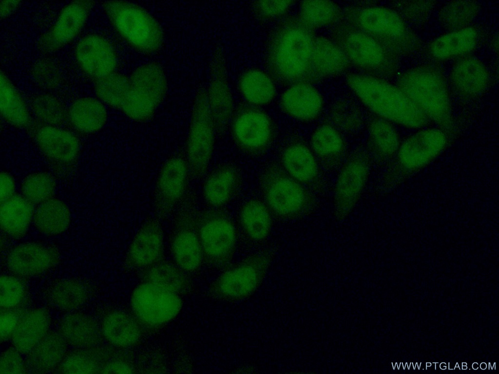 PSMA3 Polyclonal antibody