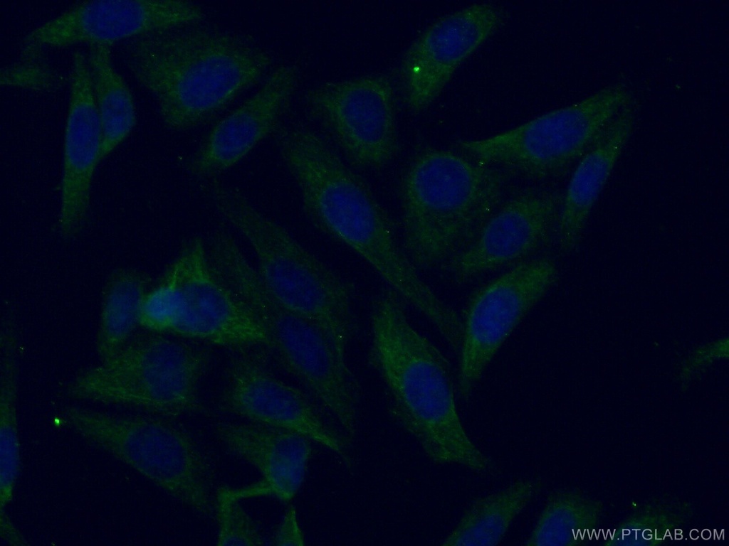 Apolipoprotein H Polyclonal antibody