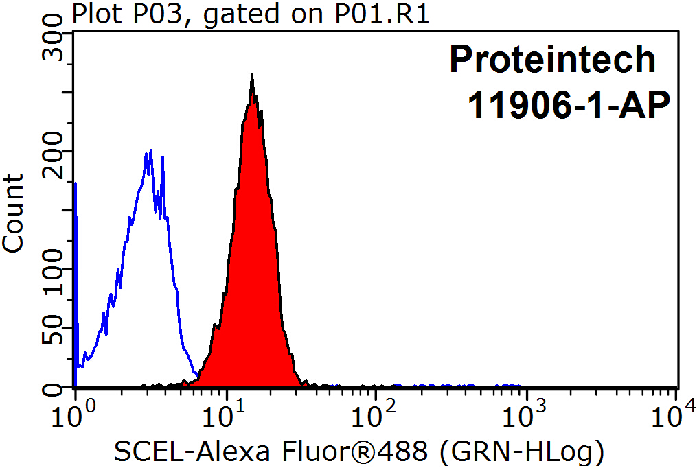 SCEL Polyclonal antibody