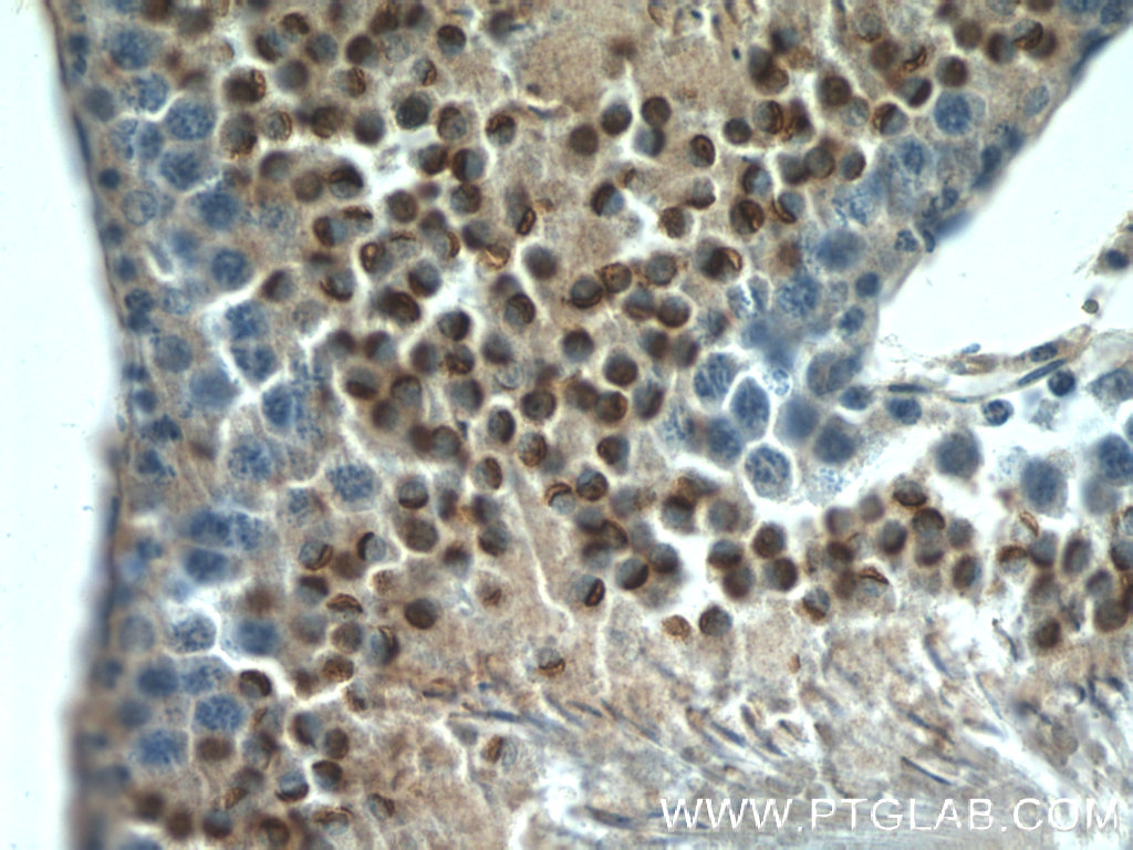 LYZL6 Polyclonal antibody