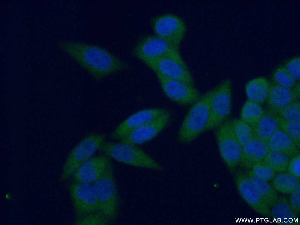 PSMA4 Polyclonal antibody