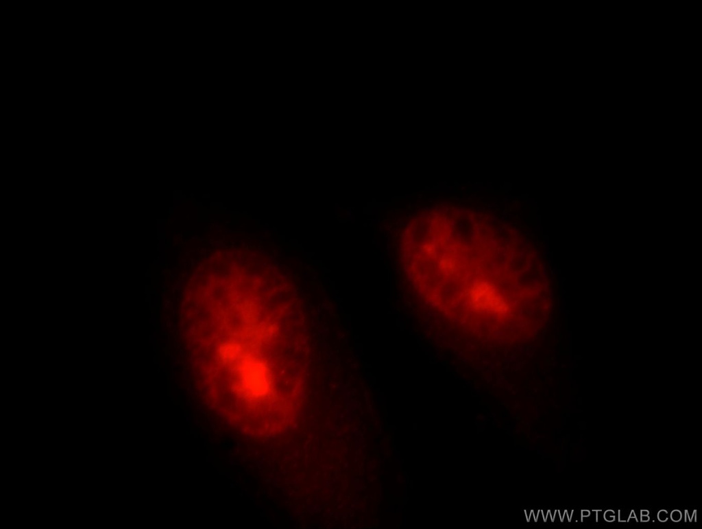 HELLS Polyclonal antibody