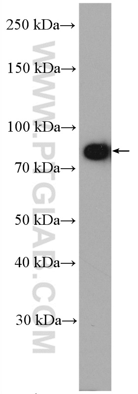 DTX3L Polyclonal antibody
