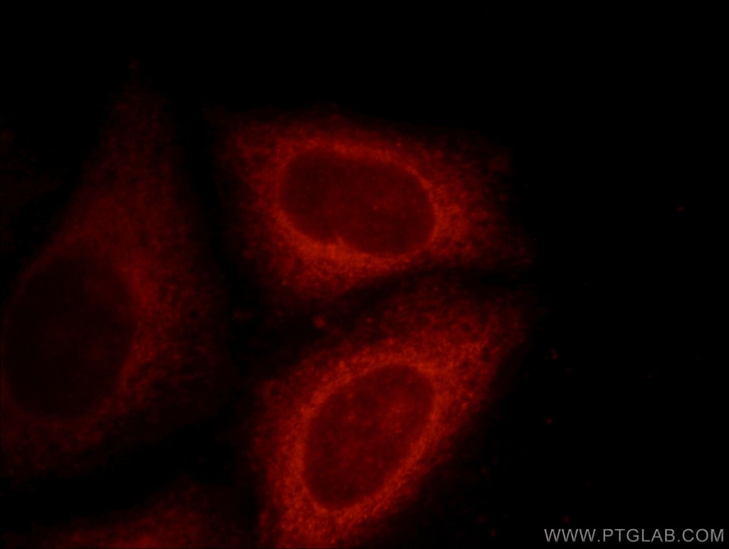 DNAJC2/MPP11 Polyclonal antibody