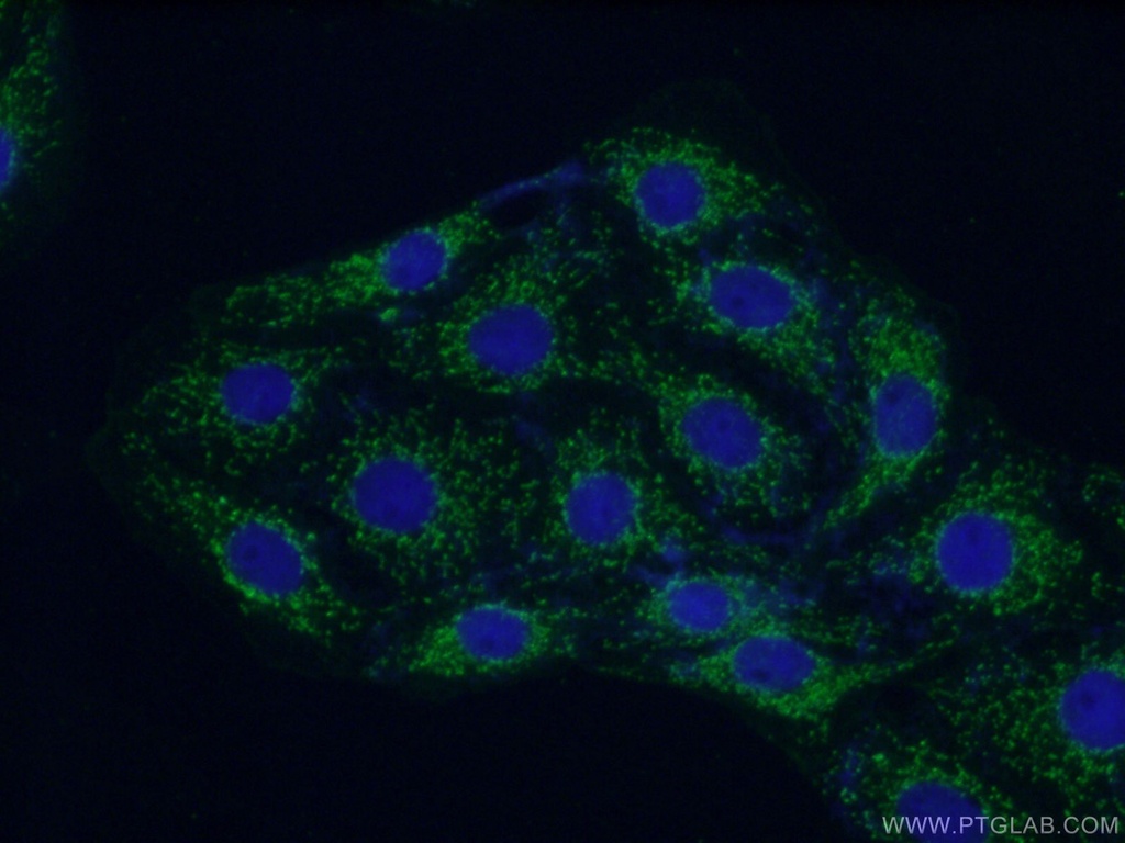 GNB4 Polyclonal antibody
