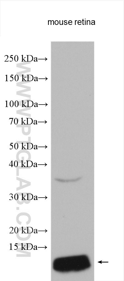 GNGT2 Polyclonal antibody