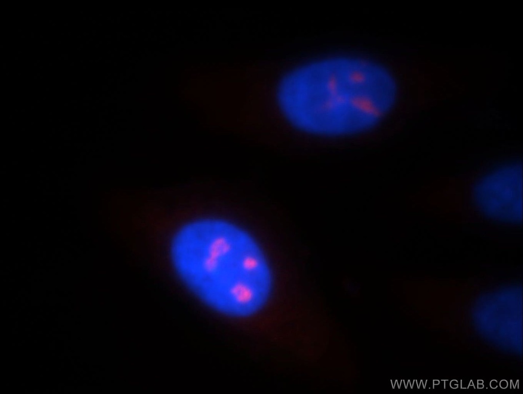 NOL8 Polyclonal antibody