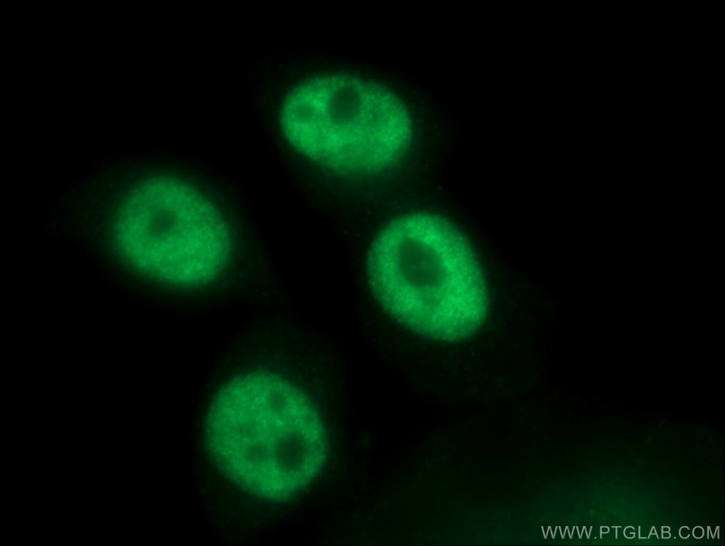 SF3A3 Polyclonal antibody