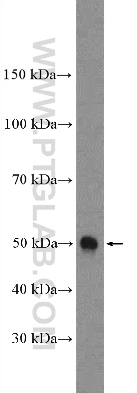 PAR2 Polyclonal antibody
