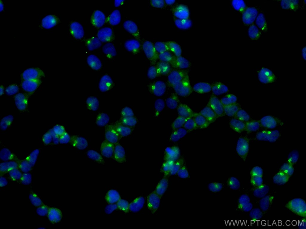 GOPC Polyclonal antibody