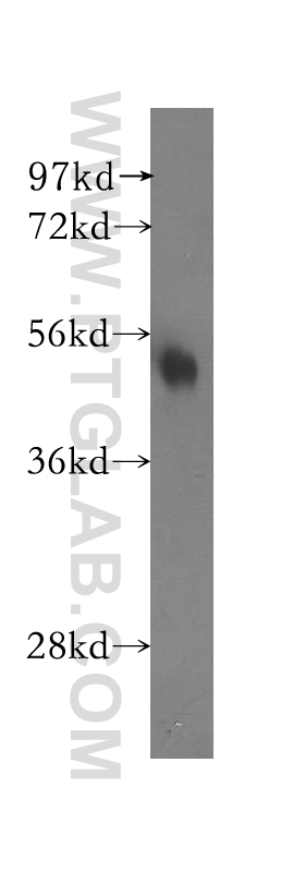 NARF Polyclonal antibody