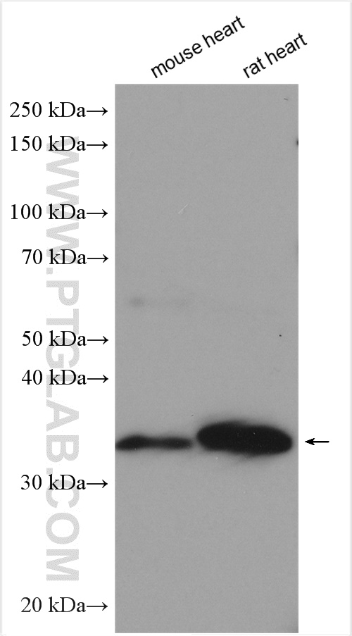SFRP2 Polyclonal antibody