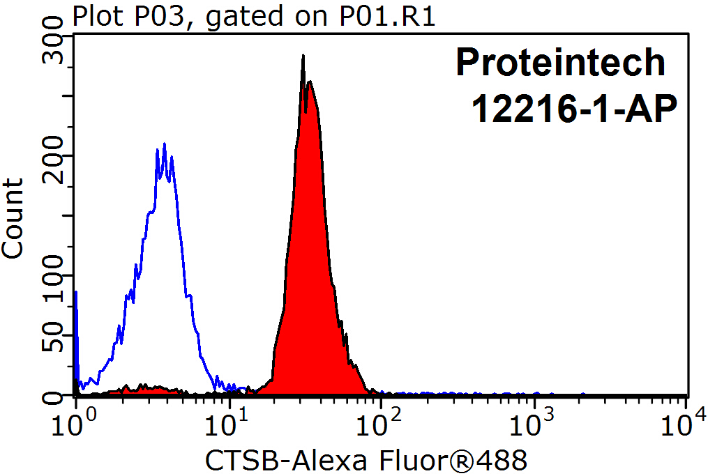 Cathepsin B Polyclonal antibody