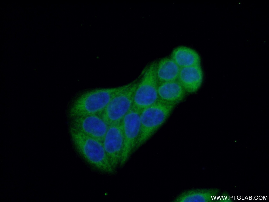 CALCOCO2 Polyclonal antibody