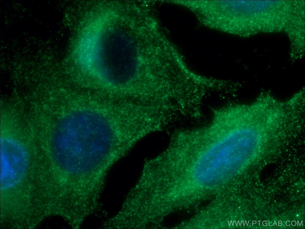 RAB38 Polyclonal antibody