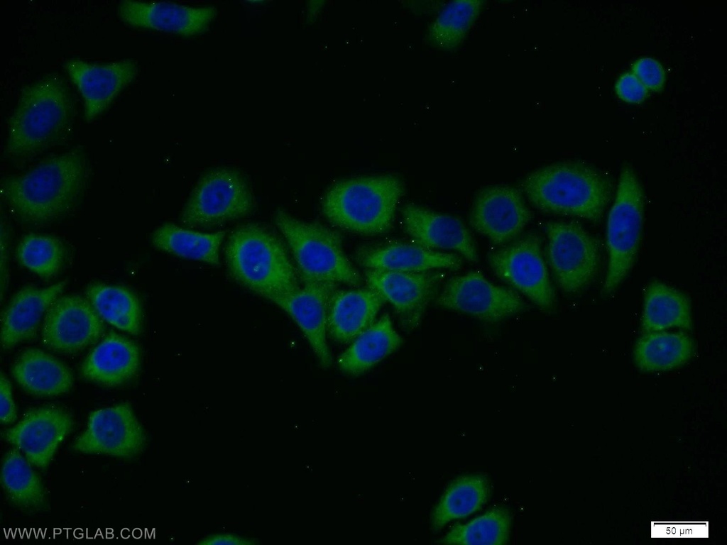 FRS3 Polyclonal antibody