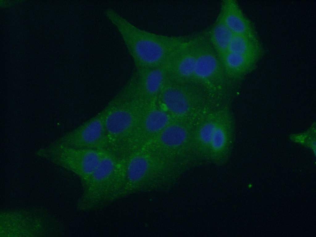 Syntaxin 7 Polyclonal antibody