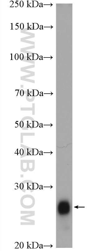 FAM3D Polyclonal antibody