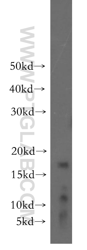 GILZ Polyclonal antibody