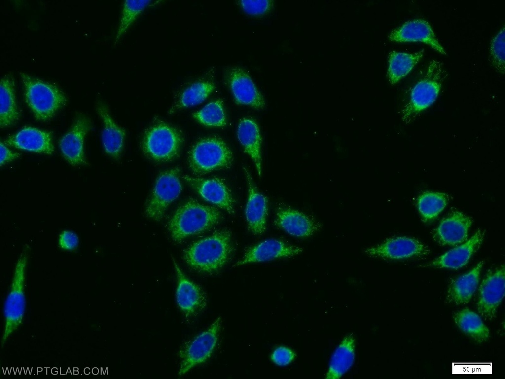 DPH2 Polyclonal antibody