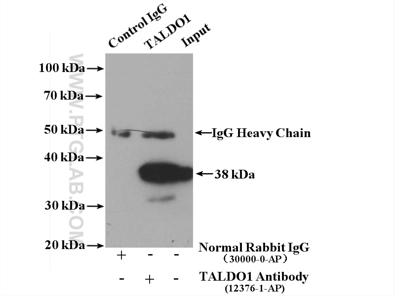 TALDO1 Polyclonal antibody