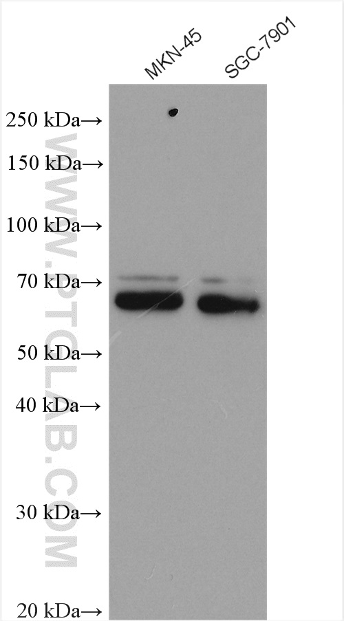 TEAD4 Polyclonal antibody
