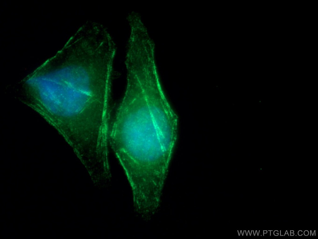 SEPT10 Polyclonal antibody