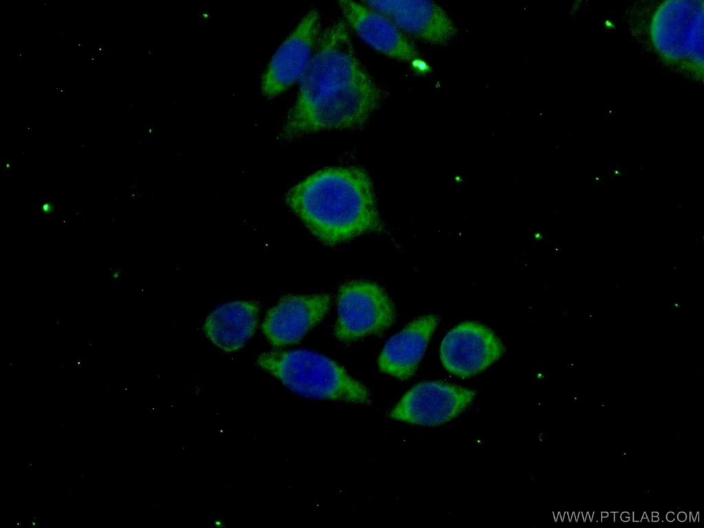 MAGEH1 Polyclonal antibody