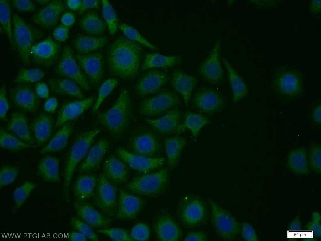 VPS34 (C terminal) Polyclonal antibody