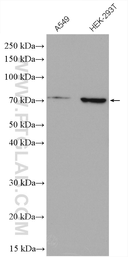 NRF1/nuclear respiratory factor 1 Polyclonal antibody