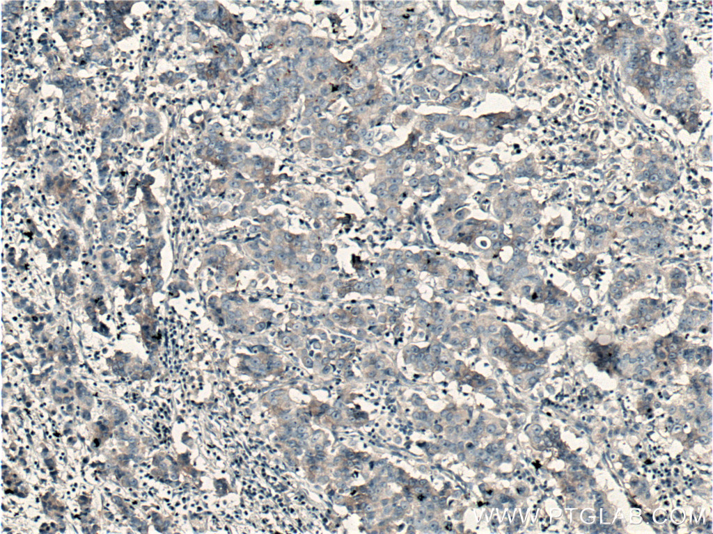 SGEF Polyclonal antibody
