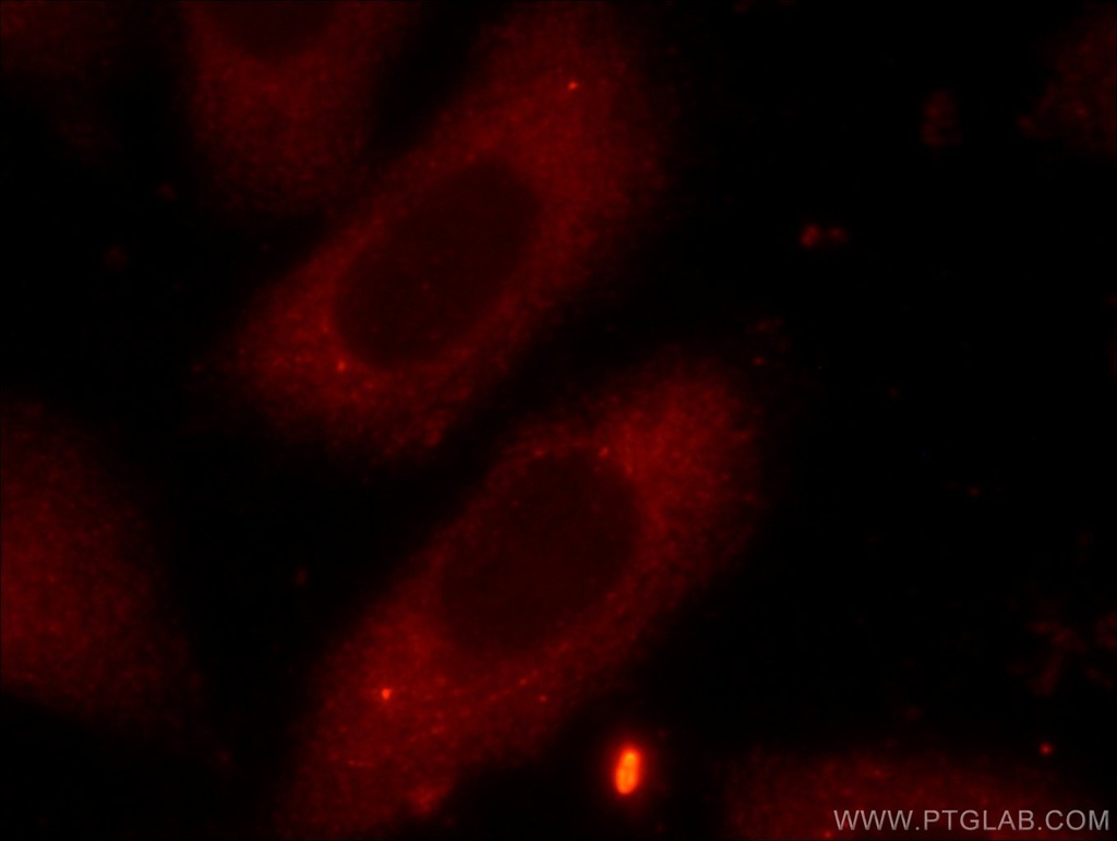 FXR2 Polyclonal antibody