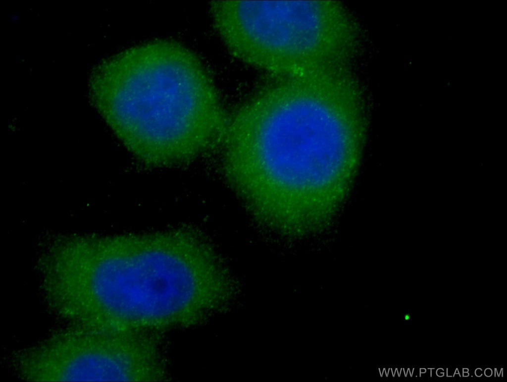 SCFD1 Polyclonal antibody