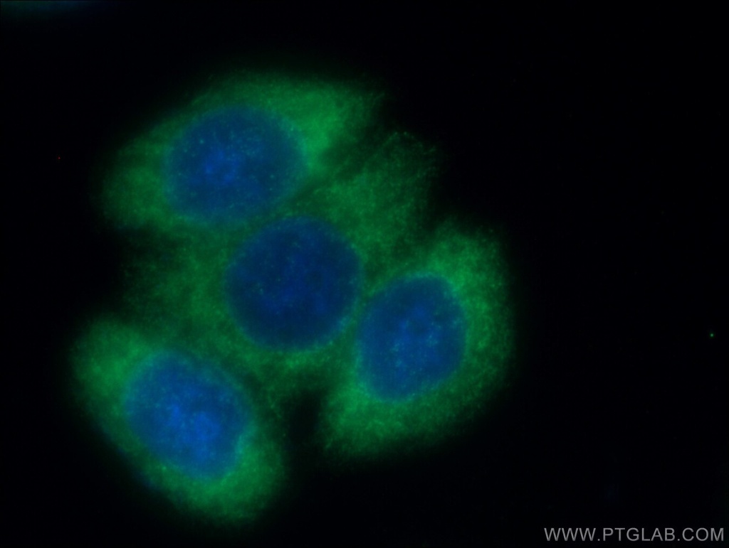 TRIM25 Polyclonal antibody