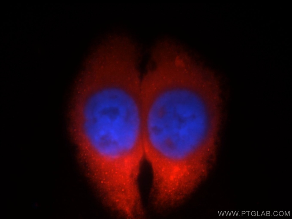 OLFM3 Polyclonal antibody