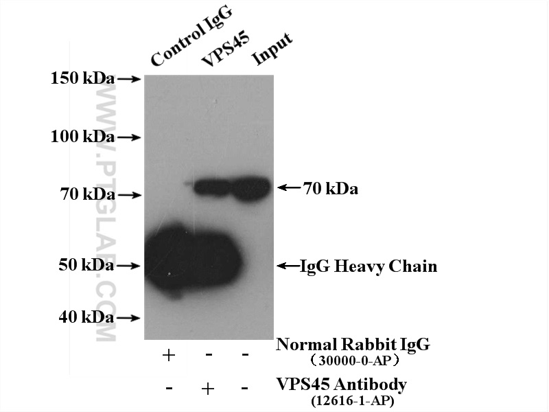 VPS45 Polyclonal antibody