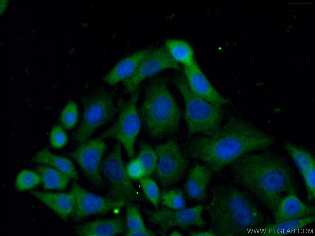 PDE9A Polyclonal antibody