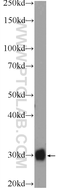 FHL5 Polyclonal antibody