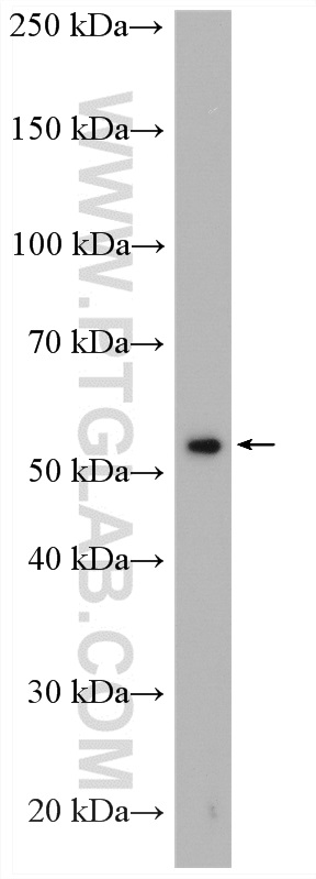 TULP2 Polyclonal antibody