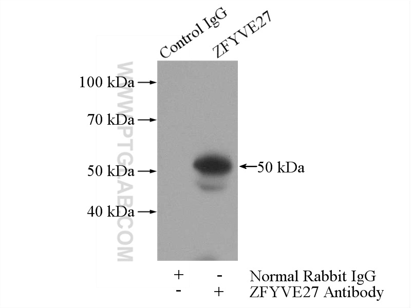 ZFYVE27 Polyclonal antibody