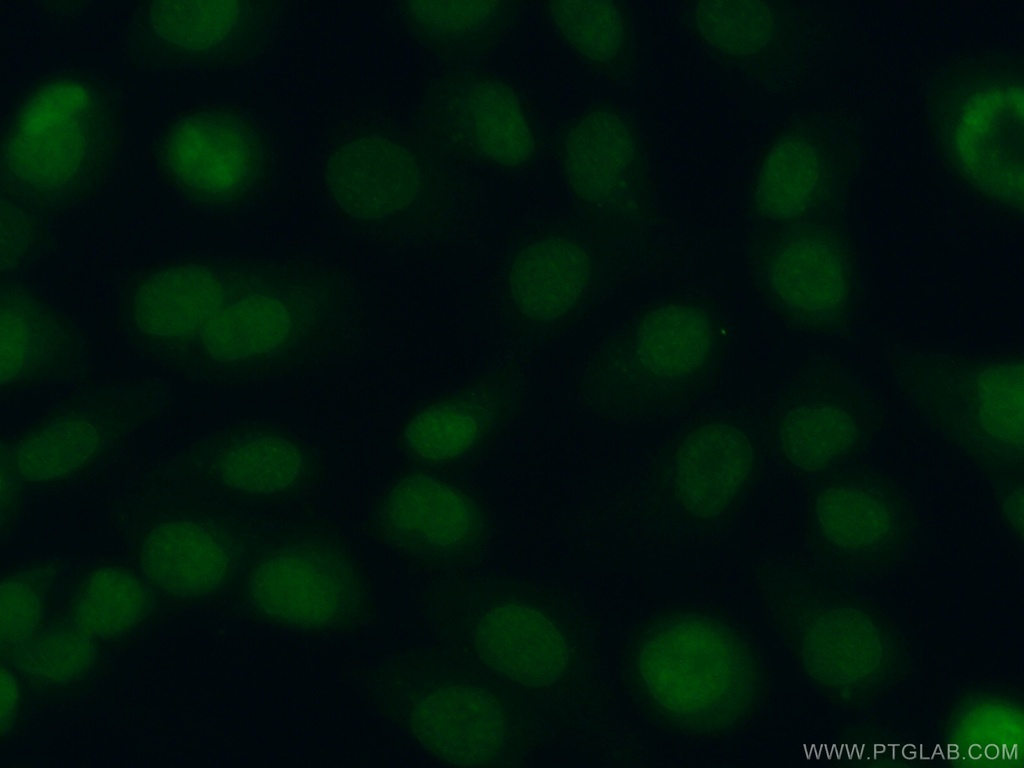 DPPA2 Polyclonal antibody