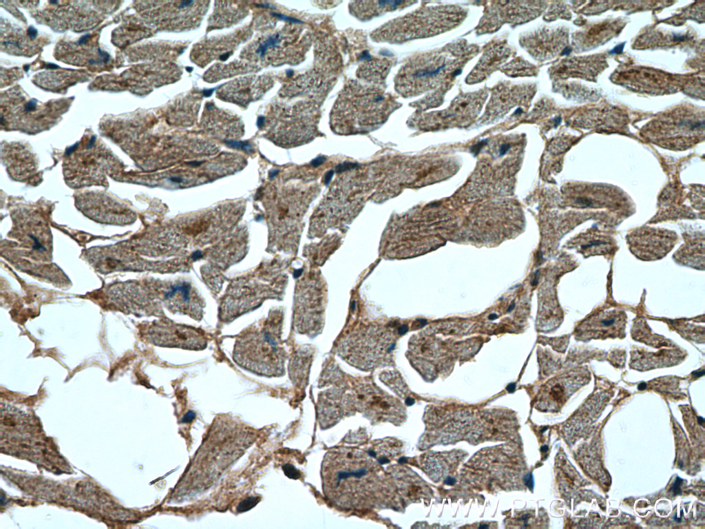 STK38L Polyclonal antibody