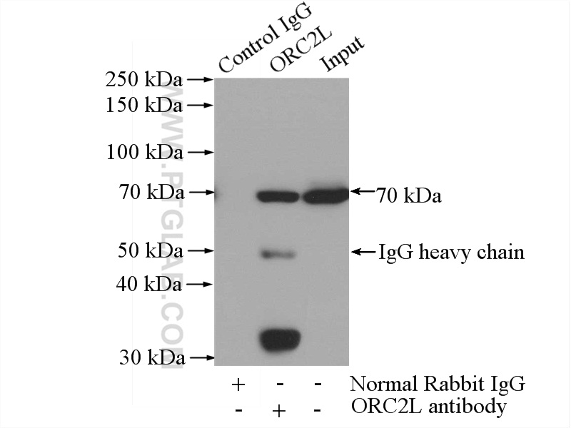 ORC2L Polyclonal antibody